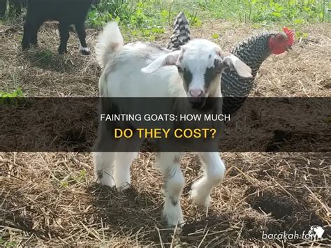 how much does fainting goats cost